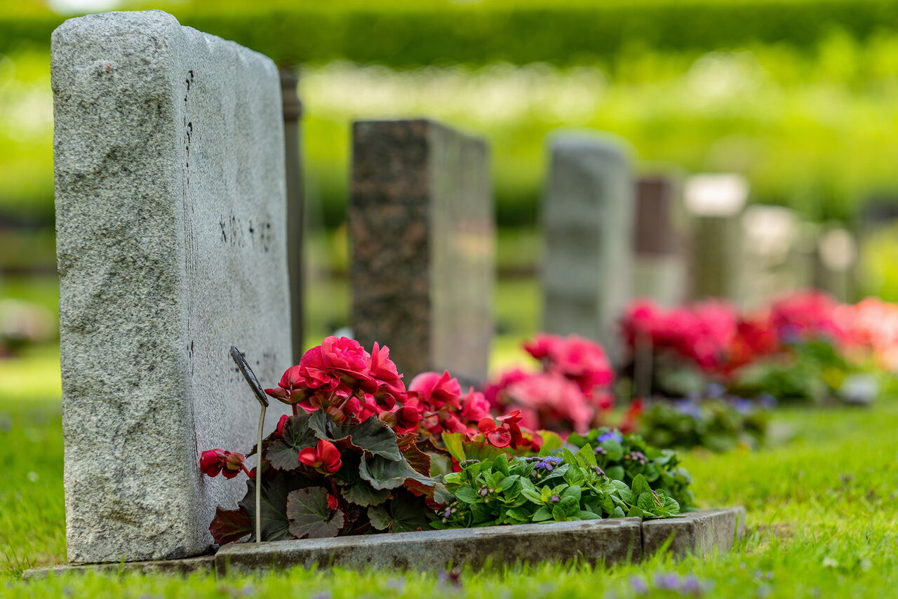 Eine Reihe von Grabsteinen. Rote Blumen schmücken die Gräber.